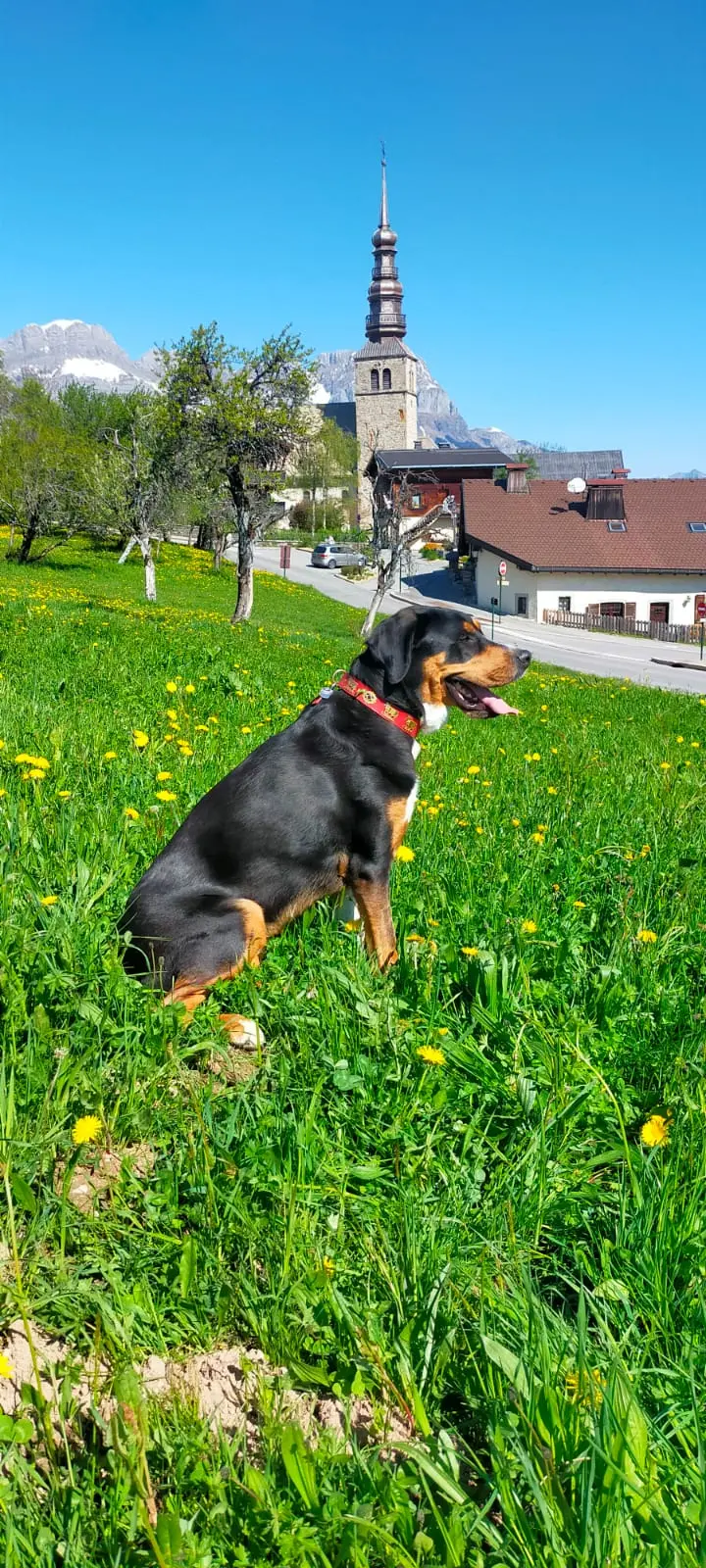 Education Canin à Combloux