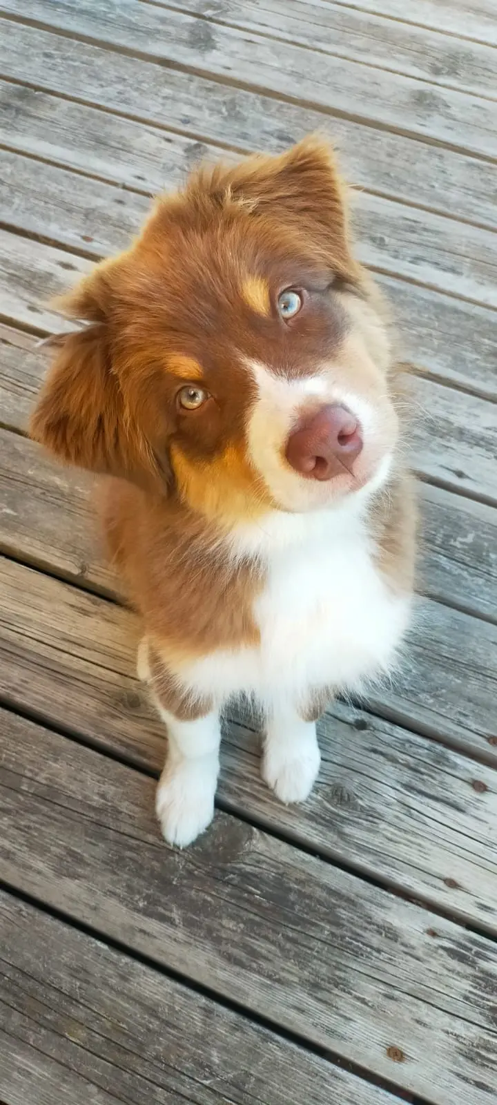 Dogwalker à Combloux