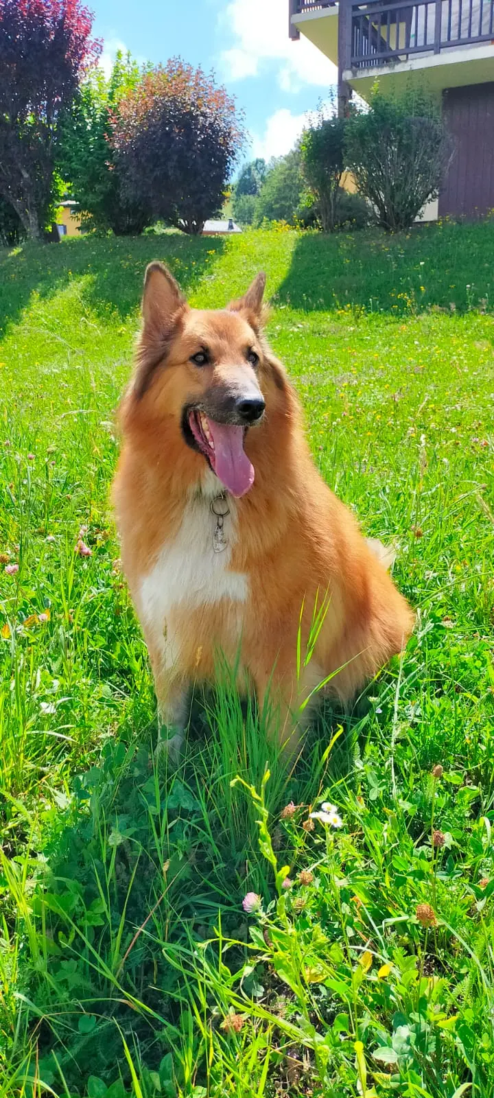 Canithérapie à Combloux