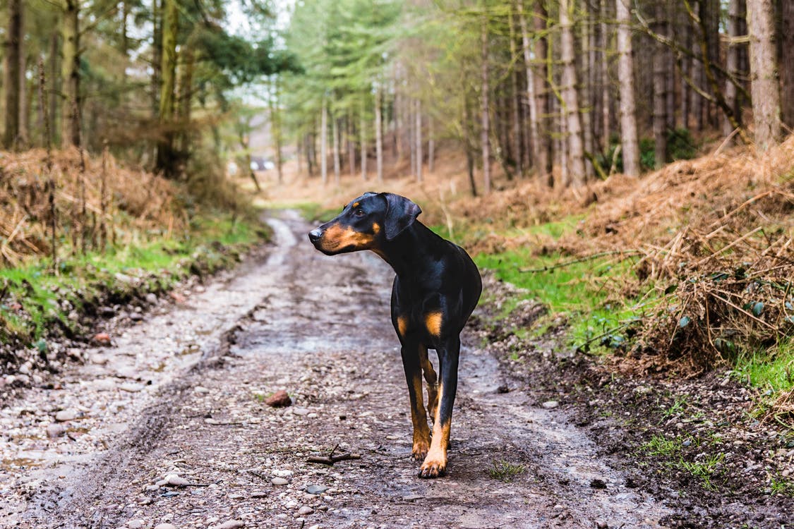 Promenade du chien lorsque vous travaillez