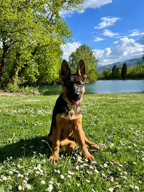 LE PROCESSUS DE L’APPRENTISSAGE