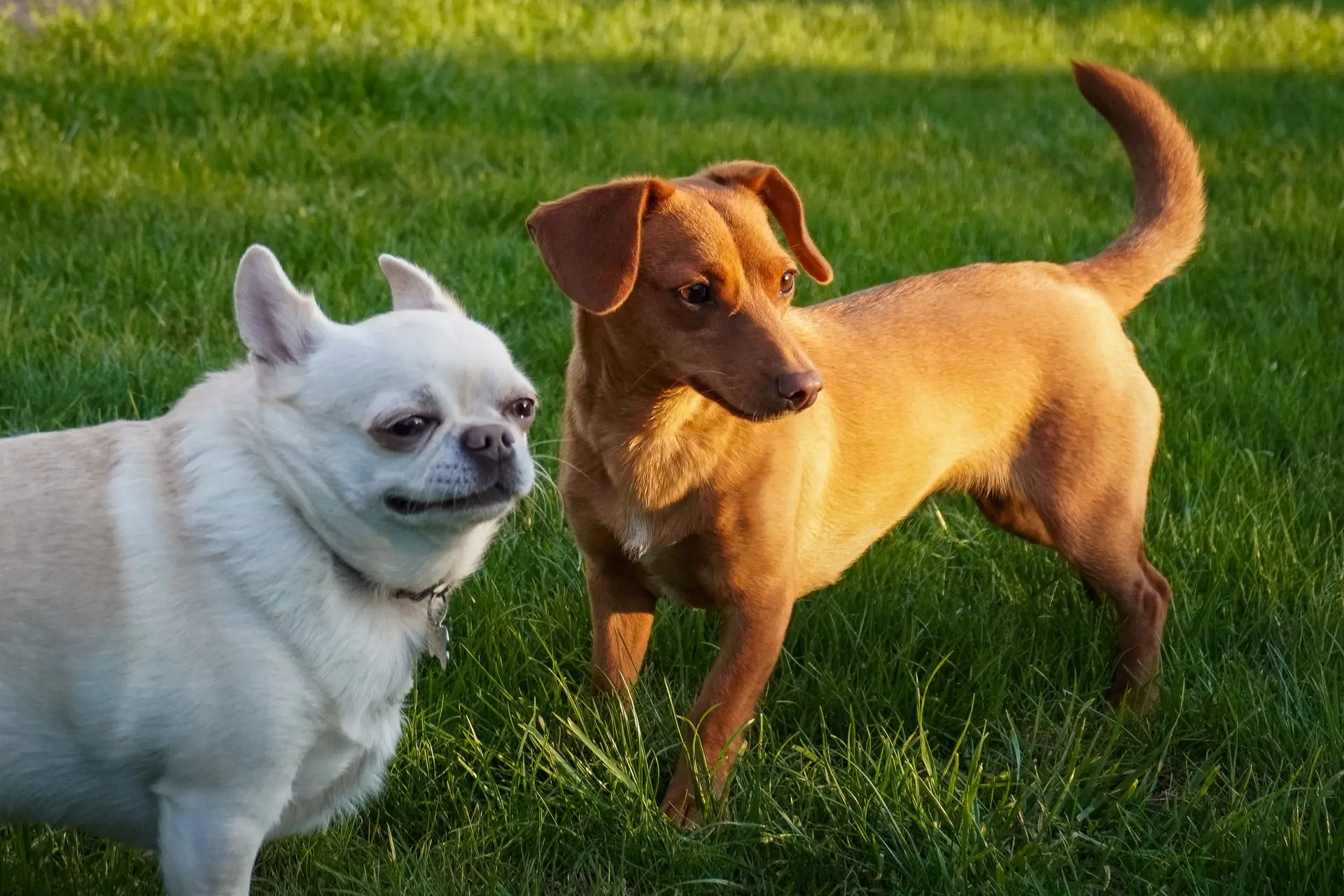 Pension canine à Tourville-sur-Pont-Audemer